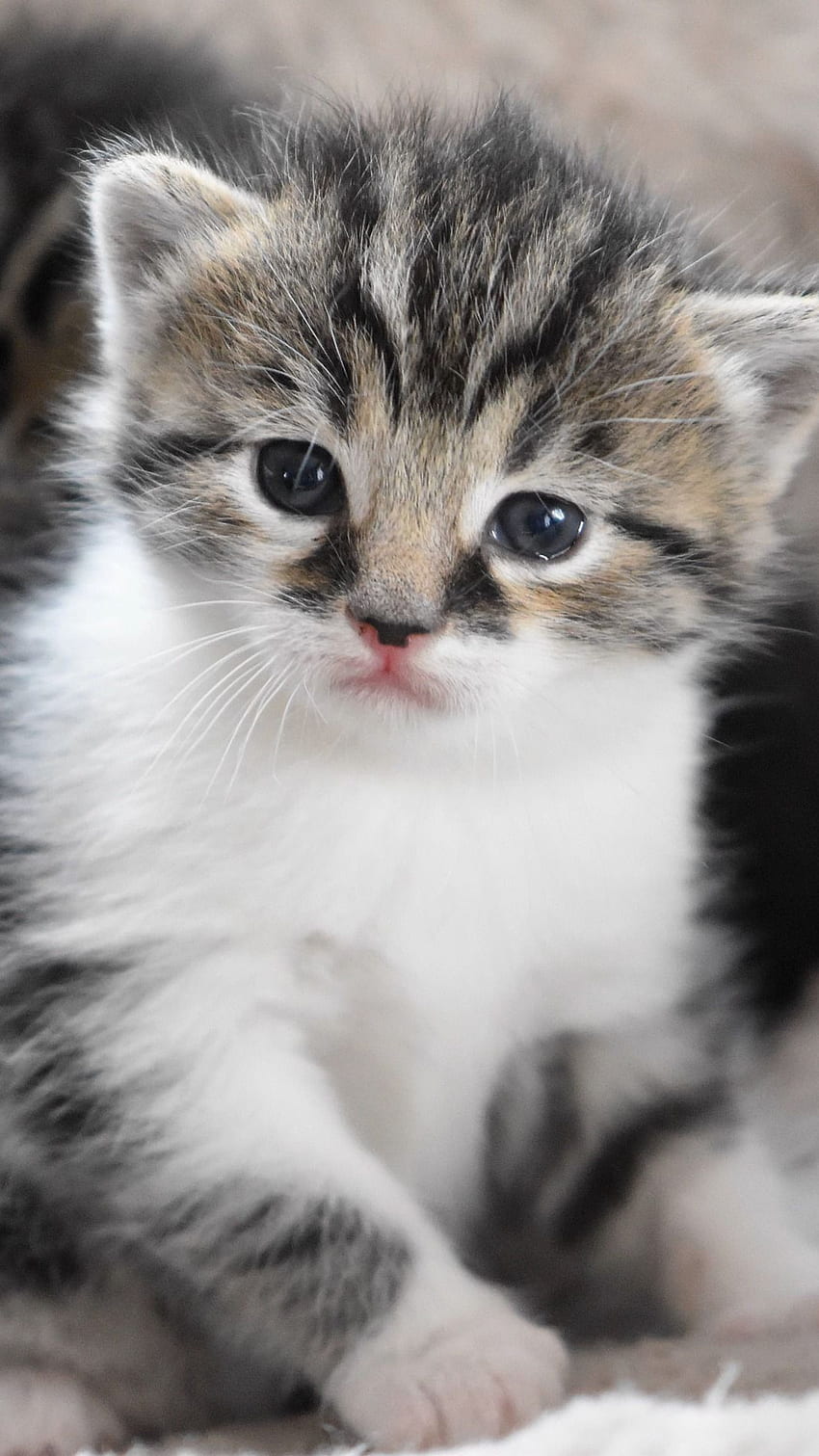 Nette Babykatze, entzückende Babykatze, Katze HD-Handy-Hintergrundbild