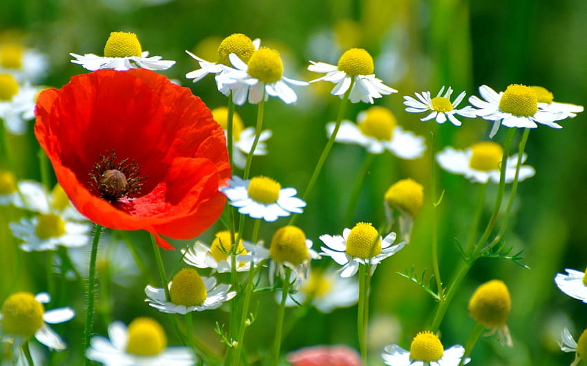 Wildflowers, camomile, meadow, beautiful, park, pretty, poppy, freshness, flowers, lovely, macro HD wallpaper