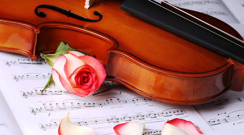 Classic Musical, notes, rose, violin, nice HD wallpaper | Pxfuel