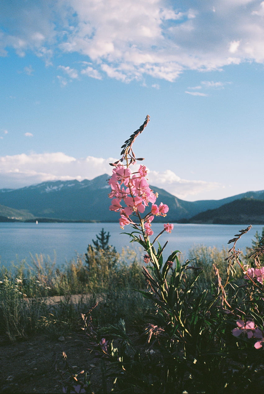 Paisaje, Flores, Hierba, Montañas, Lago fondo de pantalla del teléfono