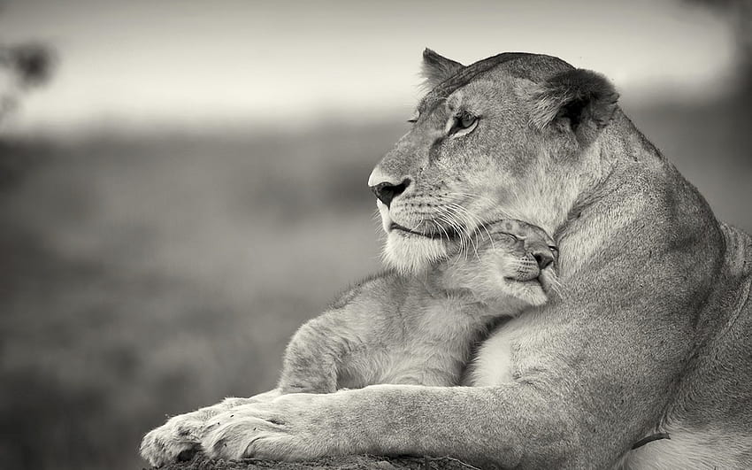 Animali, leone, grigio, leonessa, animale, famiglia, cucciolo di leone Sfondo HD
