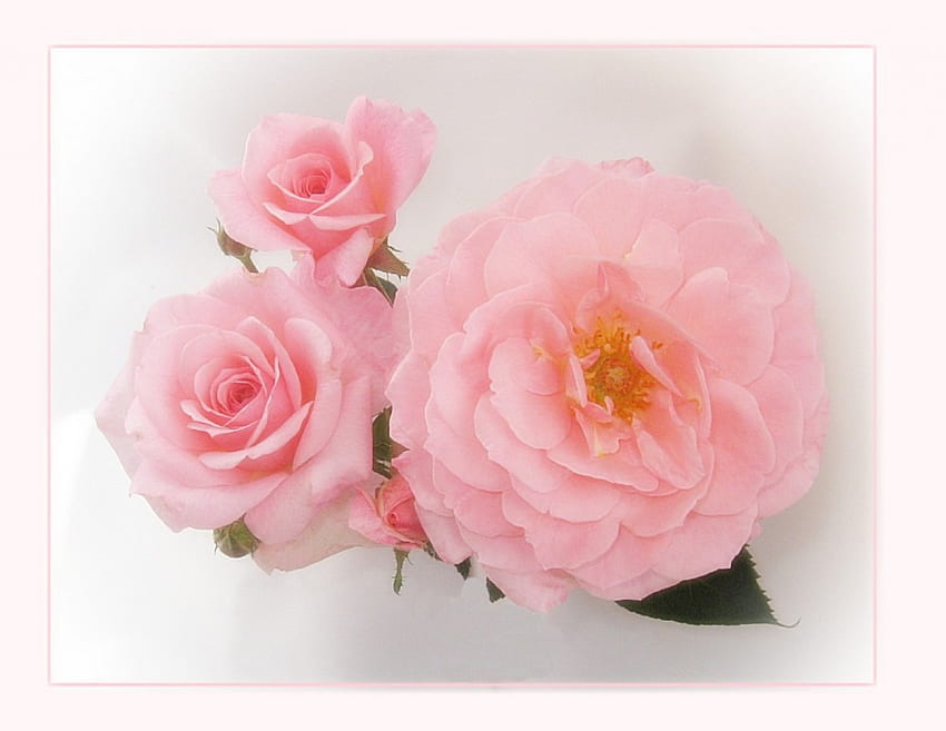 Poesia em rosa, rosa, flores papel de parede HD