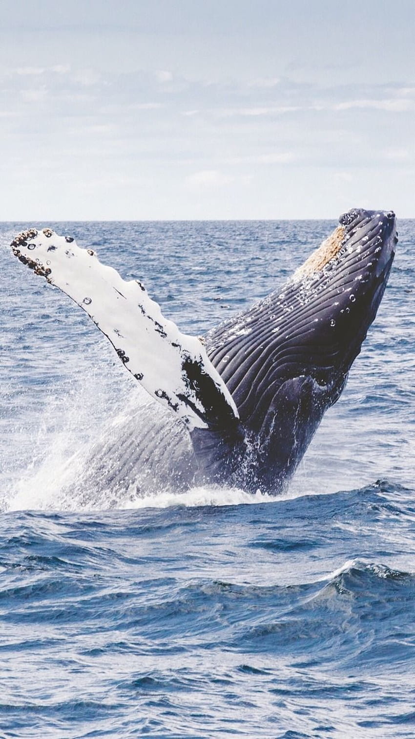 Whales in ocean, blue, ocean, sea, whales, HD phone wallpaper | Peakpx