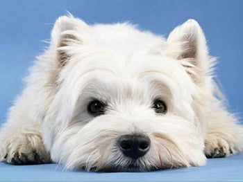 are west highland terrier hypoallergenic