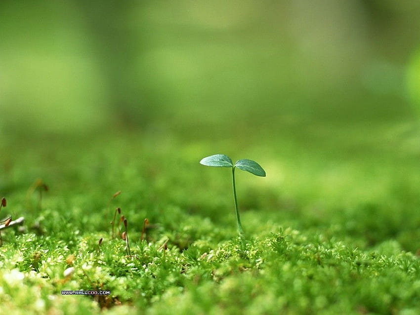 Природа Пролетни кълнове Свежа зелена трева - Пролетни кълнове - & фон HD тапет