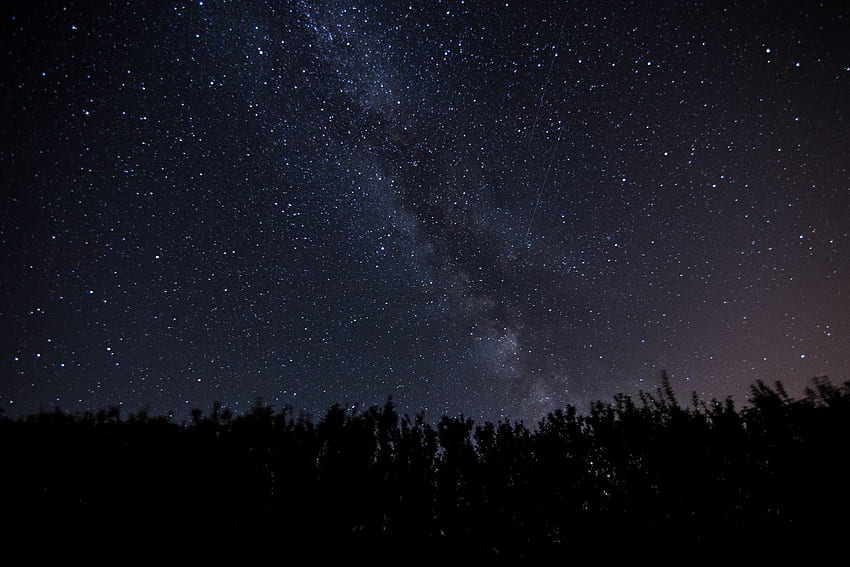 Trees, Night, Dark, Shine, Starry Sky, Brilliance, Milky Way HD wallpaper