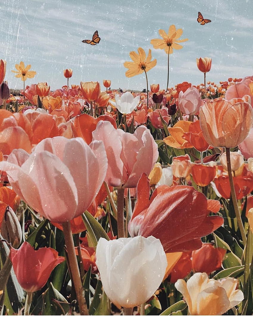 Nina Grau di p r e t t y. Estetika bunga, Telepon bunga , Musim Tulip, Bunga Kolase wallpaper ponsel HD