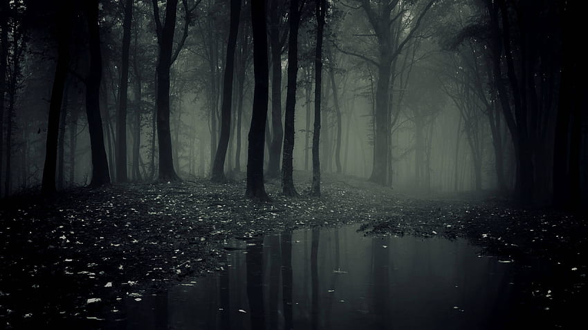 Scary Forest, Gothic Forest HD wallpaper