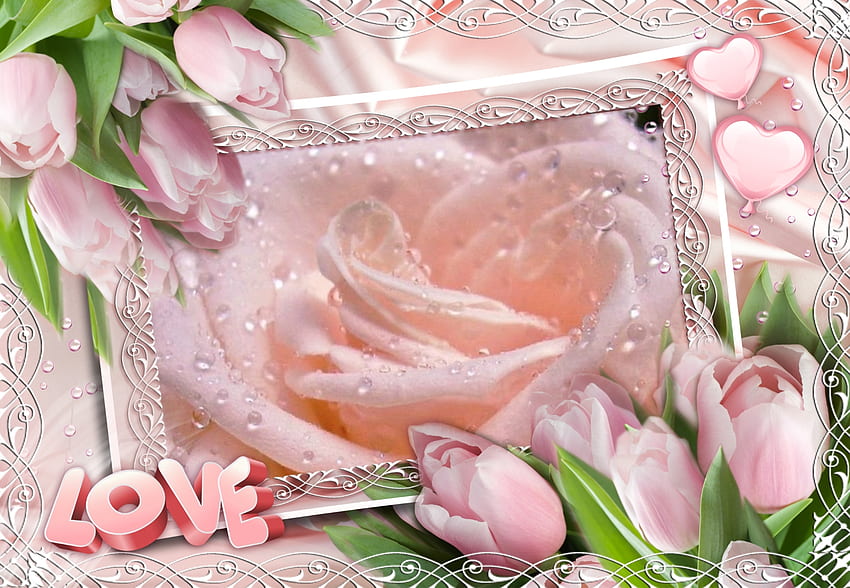 Love & Flowers, gentle, roses, framed, drops, soft, tulips, pink, love, nature, flowers, romantic HD wallpaper
