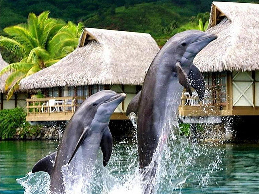 акробатични делфини, делфини, акробатични HD тапет
