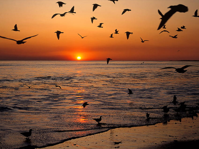 zachód słońca, piękny, mewy, plaża Tapeta HD
