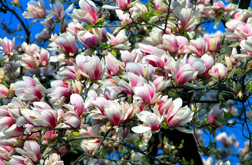 Flowers, Sky, Branches, Bloom, Flowering, Spring, Magnolia HD wallpaper
