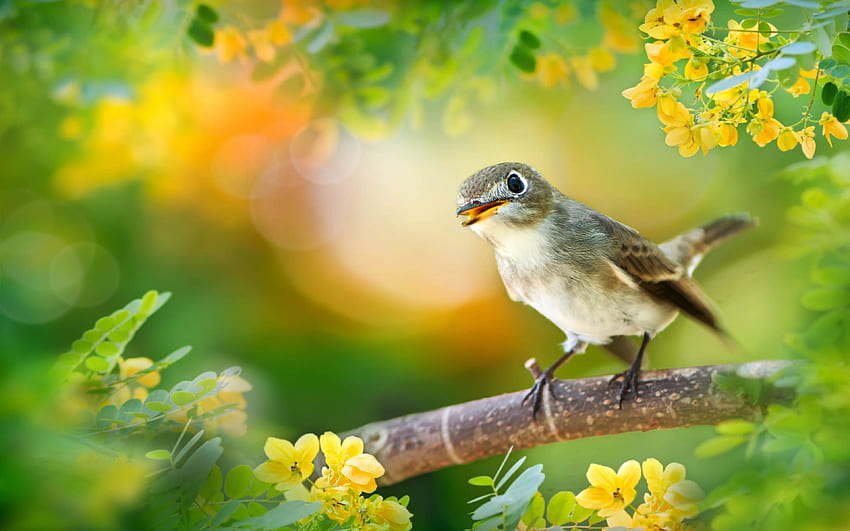 Pájaro Nombre científico Acrocephalus Arundinaceus Gran carricero de caña en la rama de un árbol Flores amarillas Pájaros para teléfonos móviles Tablet y PC fondo de pantalla