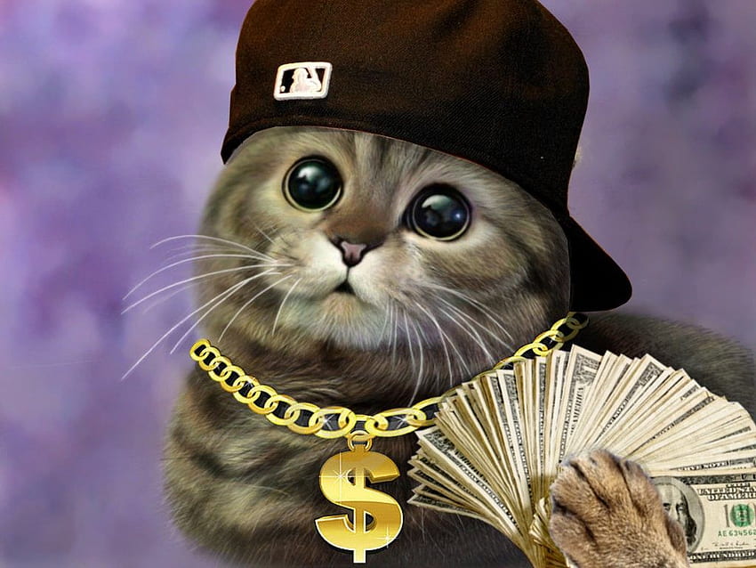 The Life Of A Cat Gallery, Gangster Cat HD wallpaper