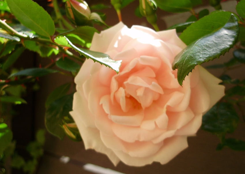 pinky rose, summer, rose, pink flower, , bloom HD wallpaper