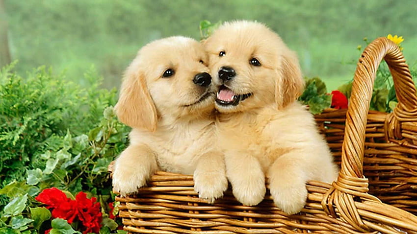 48 Cute Puppies Wallpapers for Desktop  WallpaperSafari