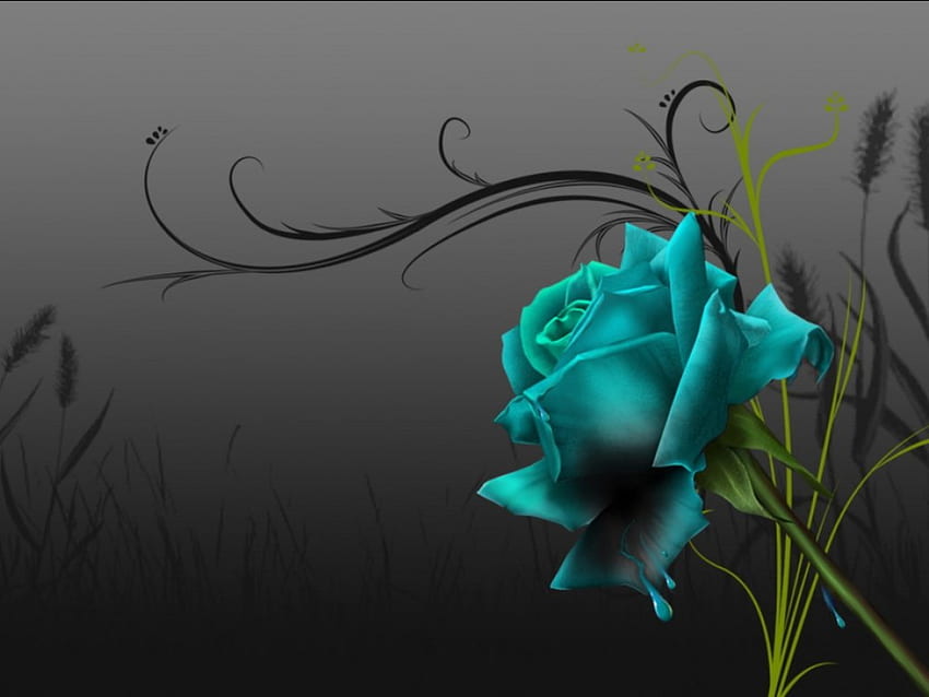 blue rose, world, nature HD wallpaper