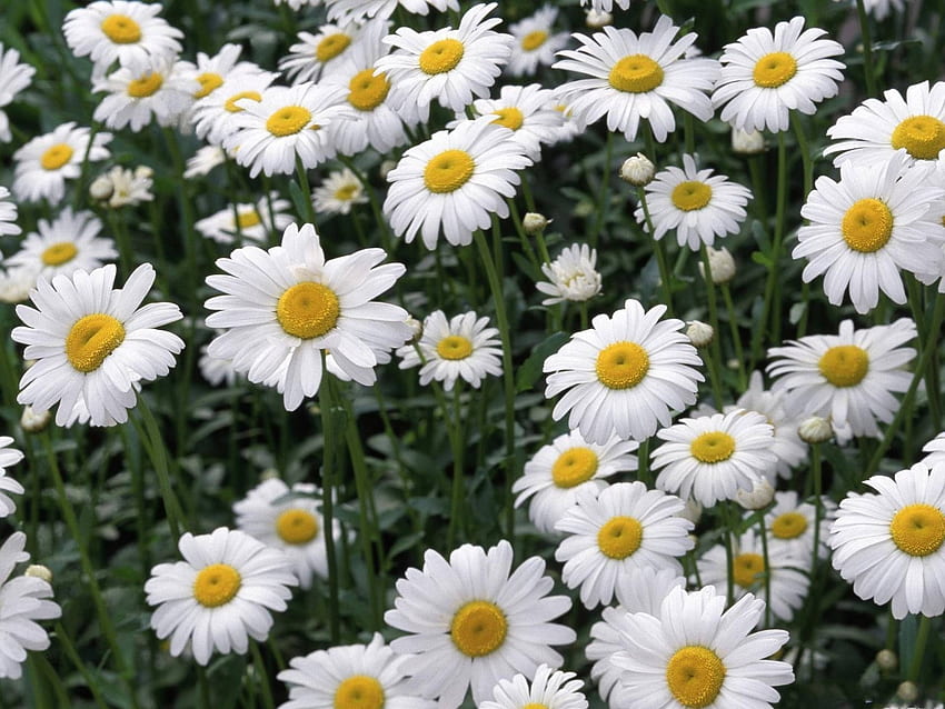 oxeye daisies, fun, cool, nature, flowers HD wallpaper