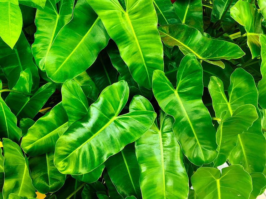 Zielone liście, wiosna Tapeta HD