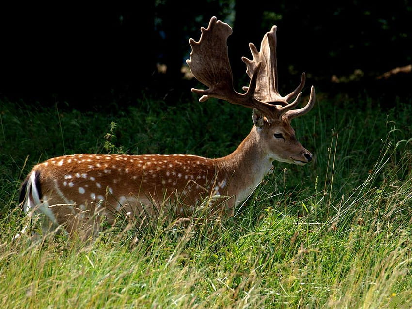 Red-deer, animal, deer, red, cute, grass HD wallpaper