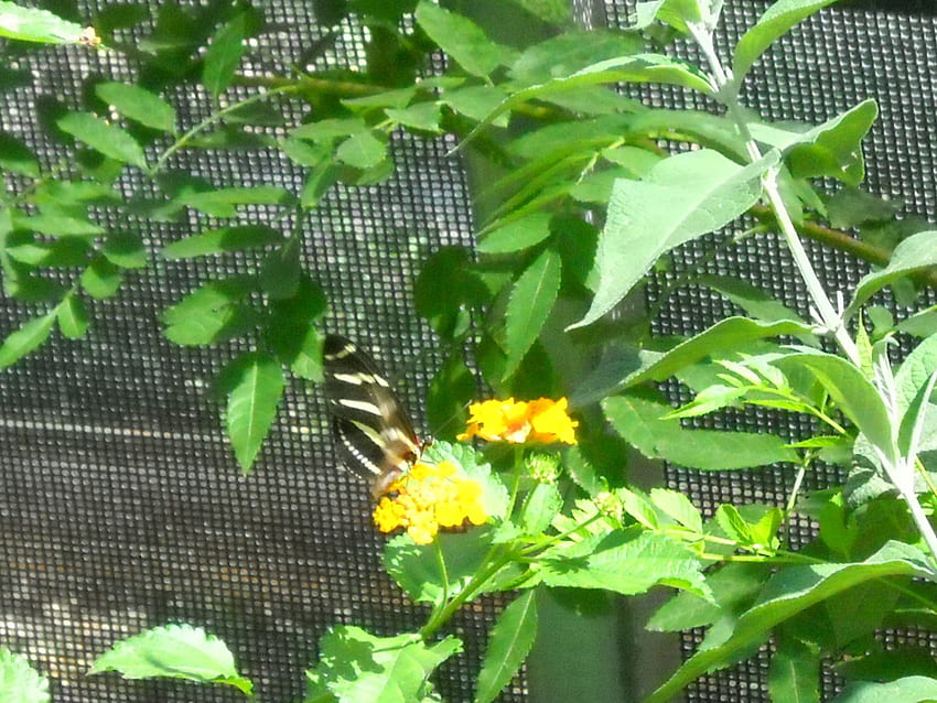 Farfalla, piante, giallo Sfondo HD