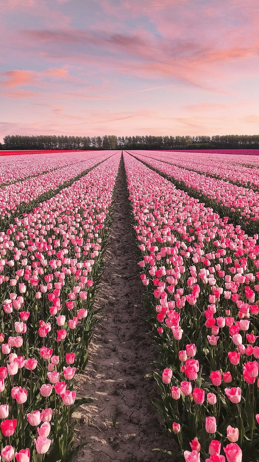 Flower, Tulips Garden HD phone wallpaper