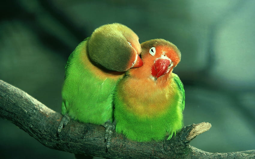 Animals, Birds, Parrots HD wallpaper