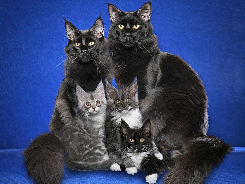 Família Maine Coon, animal, gatinho, fofo, gato, raça, Maine Coon papel de parede HD