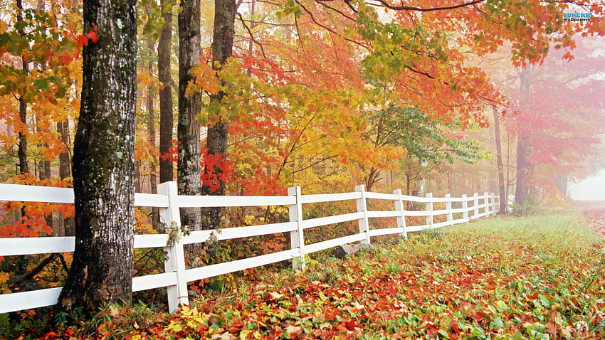 Autumn let you feel the magic of Fall, Autumn Nature HD wallpaper