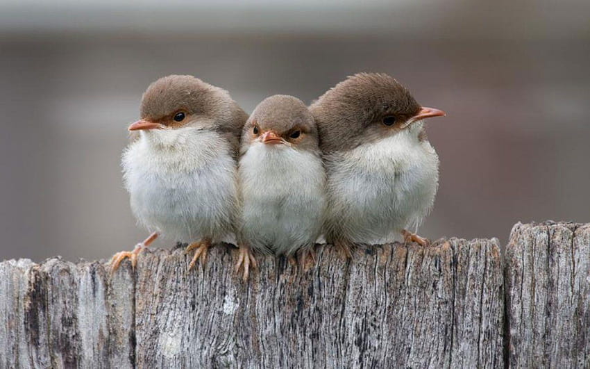Tres pájaros pequeños - Los pájaros bebés más lindos - fondo de pantalla