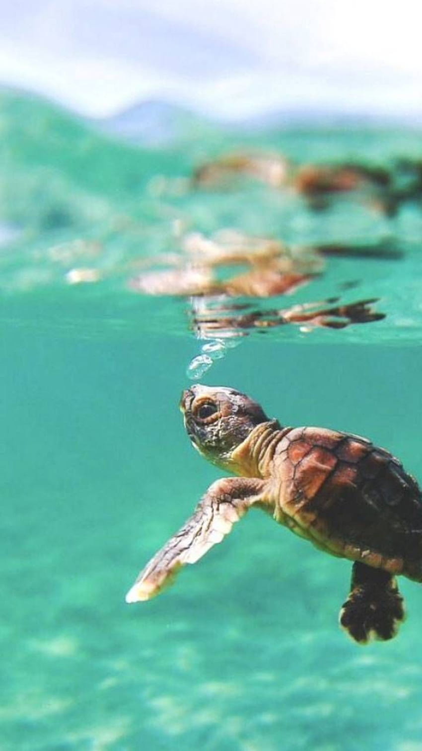 Cute Baby Sea Turtles In The Water