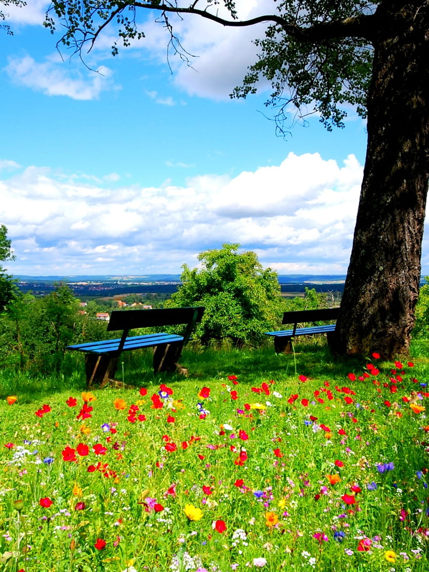 Цветя минзухар на поляна, пейка, дърво, лято, природа PC и Mac HD тапет за телефон