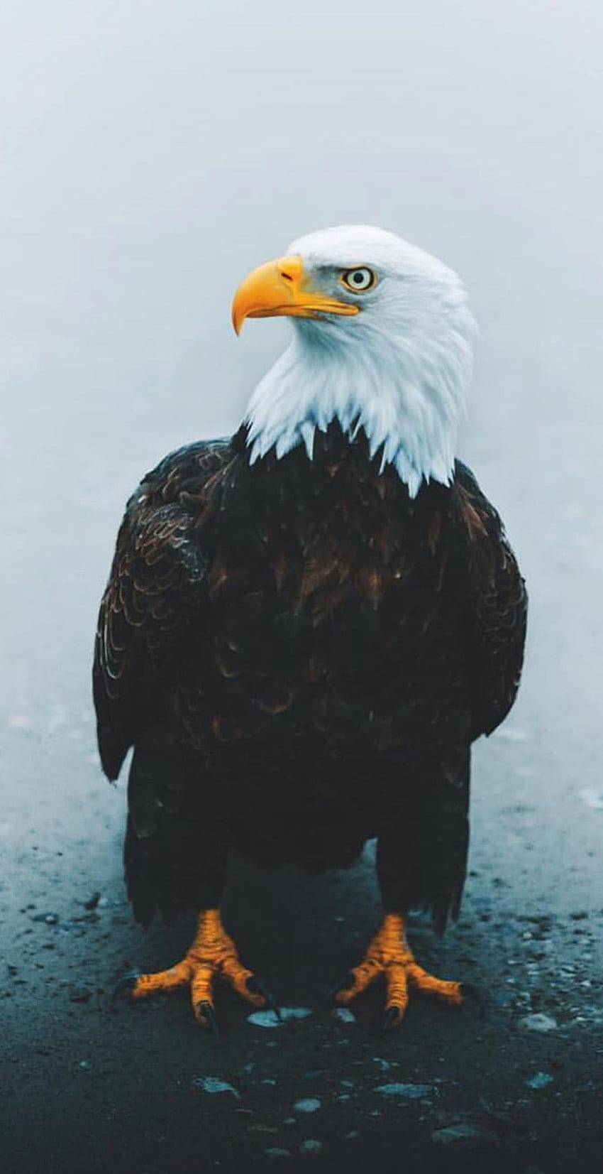Eagle, Native Eagle HD phone wallpaper