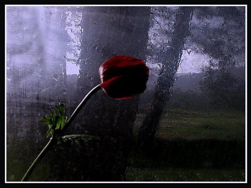 single rose under the rain, rose, single, rain HD wallpaper