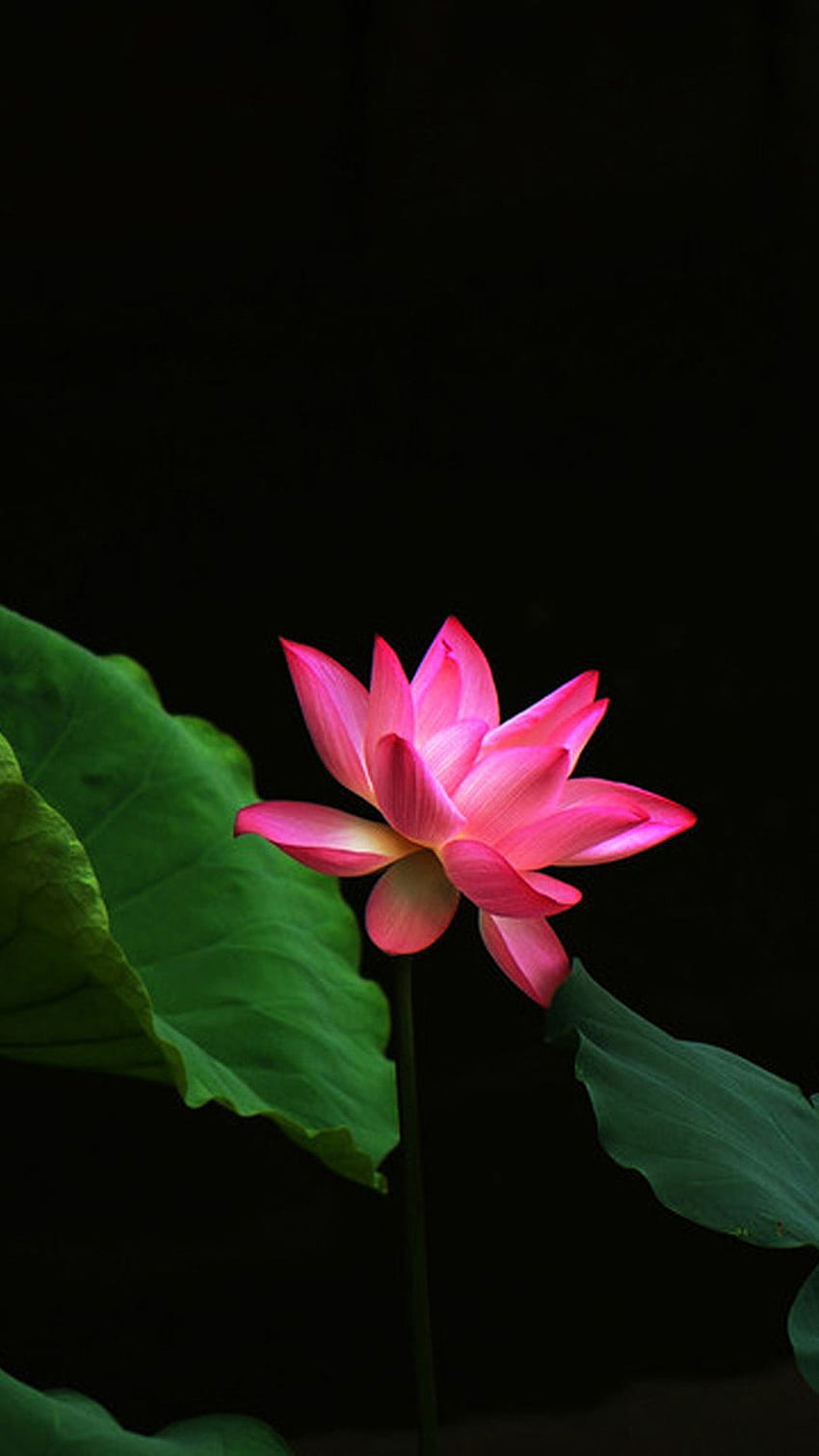 iPhone 5 czerwony kwiat lotosu w tle — portret kwiatu lotosu — — Tapeta na telefon HD