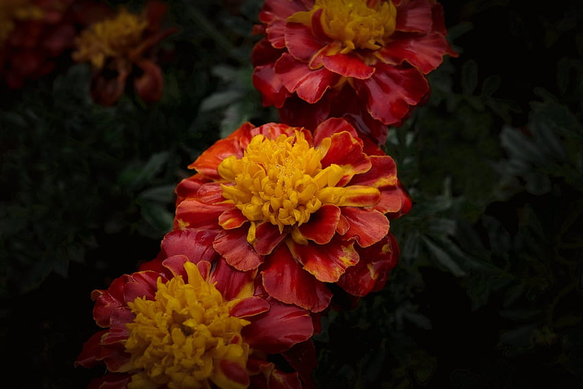 Marigolds, Flowers, Garden, Red HD wallpaper | Pxfuel