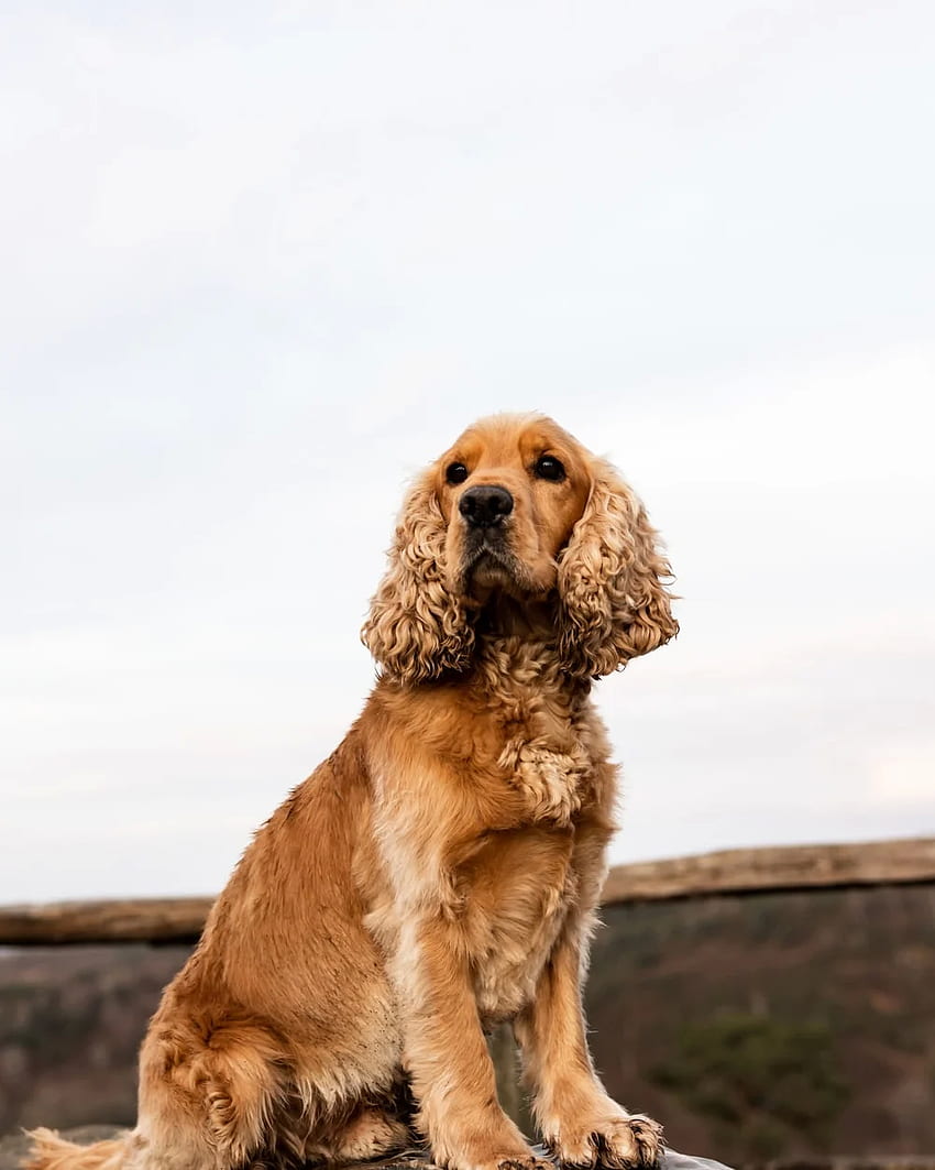 Cocker Spaniel, English Cocker Spaniel HD phone wallpaper