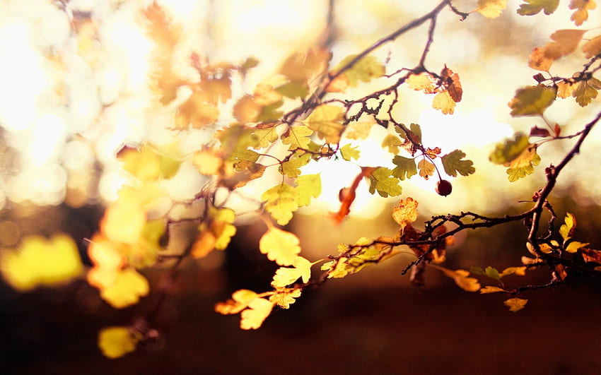 Blätter, schön, Natur, erstaunlich HD-Hintergrundbild