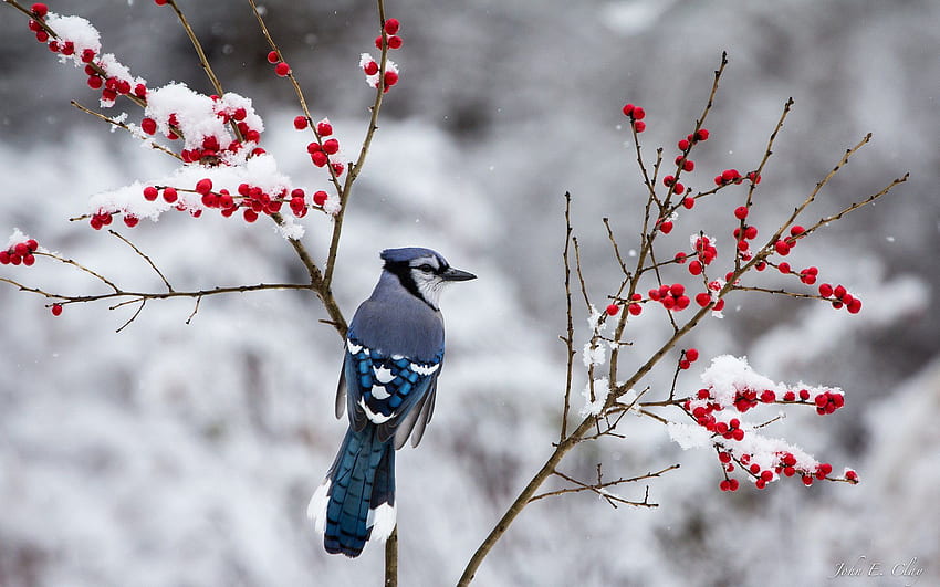 Beeren Jay Zweig Winter Schnee Vogel. HD-Hintergrundbild