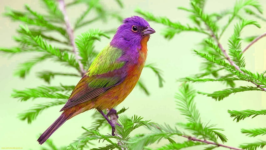 Oiseau, violet, rose, vert, pasare Fond d'écran HD