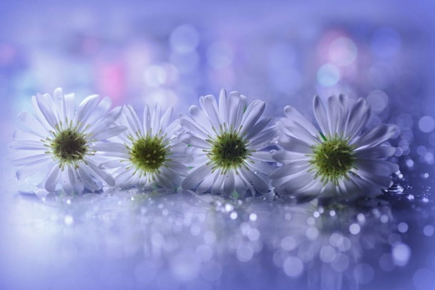 Daisies, soft, delicate, flowers HD wallpaper