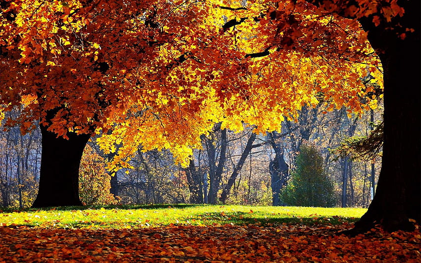 Fall, Hello Autumn HD wallpaper | Pxfuel