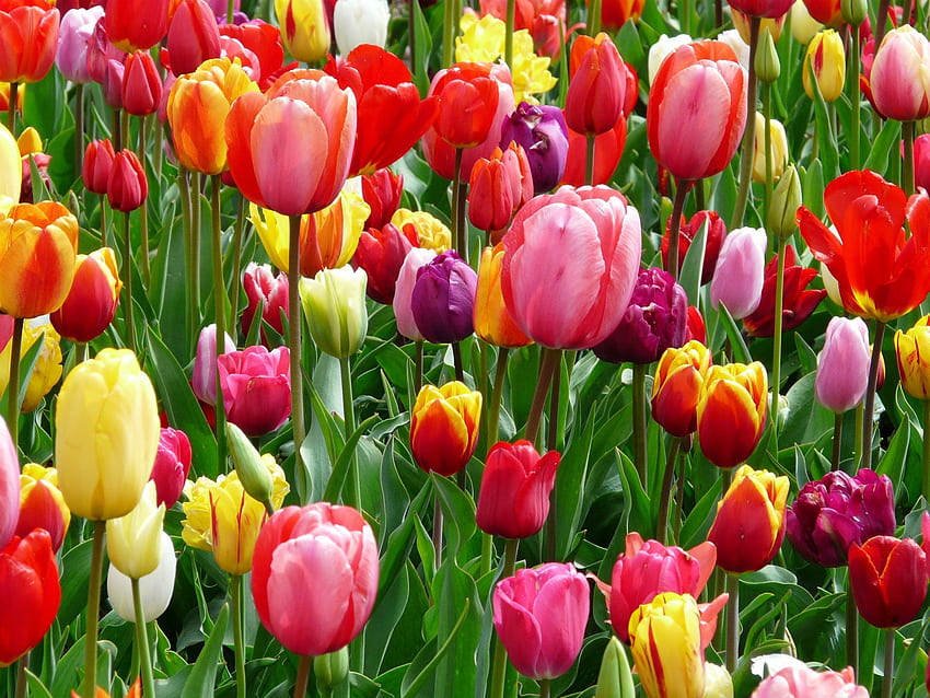Colourful Tulips! สีสัน ธรรมชาติ ดอกไม้ ทิวลิป วอลล์เปเปอร์ HD