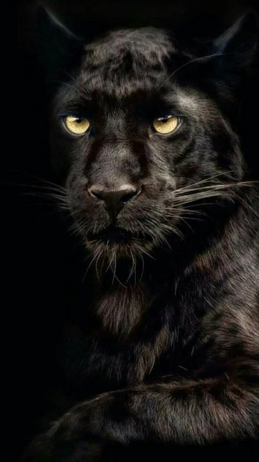 Black Colour, Black Colour Panther, Black Panther HD phone wallpaper