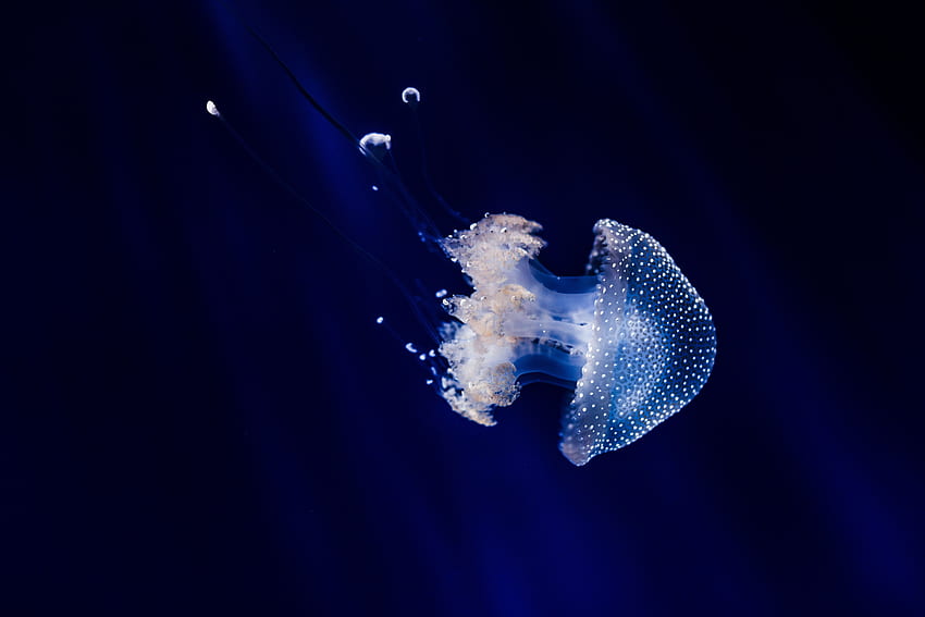 Zwierzęta, meduzy, pływanie, podwodny świat, macki Tapeta HD