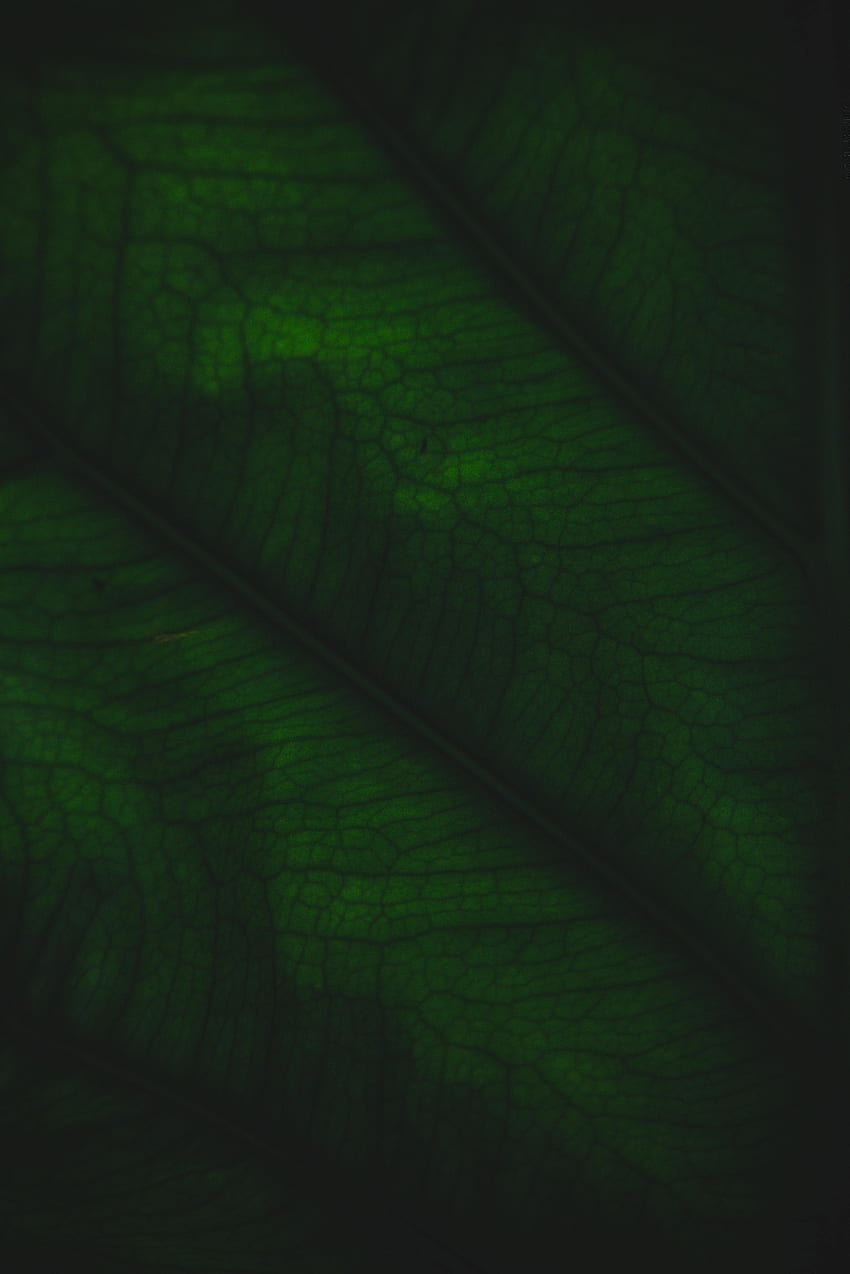 Plant, Macro, Sheet, Leaf, Relief, Veins HD phone wallpaper