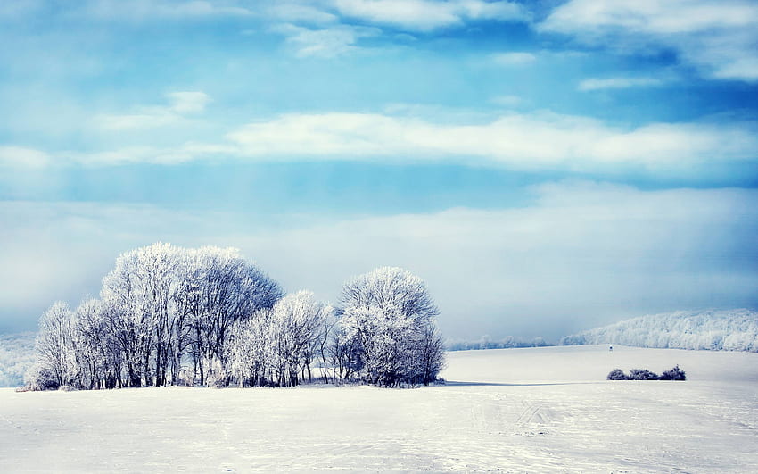 눈 덮인 숲 맥북 프로 레티나, 자연, 및 배경, 북극의 숲 HD 월페이퍼