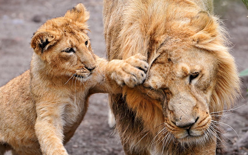 Animali, leone, leonessa, famiglia, cura, cucciolo di leone Sfondo HD