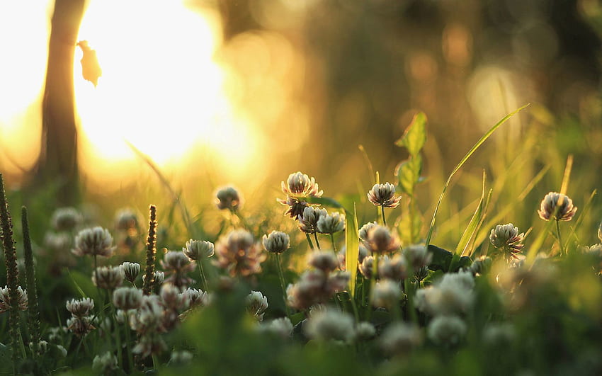 Pflanzen, Natur, Gras, Makro, Glanz, Licht, Morgen, Klee HD-Hintergrundbild