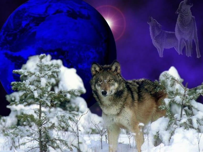 serigala, di atas, semangat, serigala Wallpaper HD